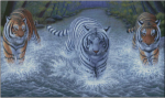 (image for) Majestics Wet and Wild